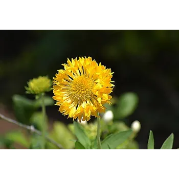 Yellow Chrysanthemum Plant